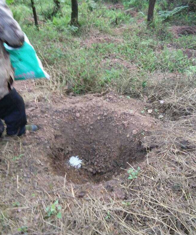 石城山工区施底肥，，，，，苗木修剪及栽植2.png