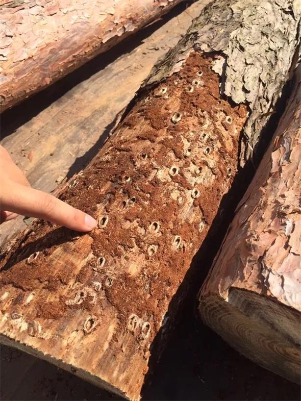 14 松褐天牛浚？？拥.jpg